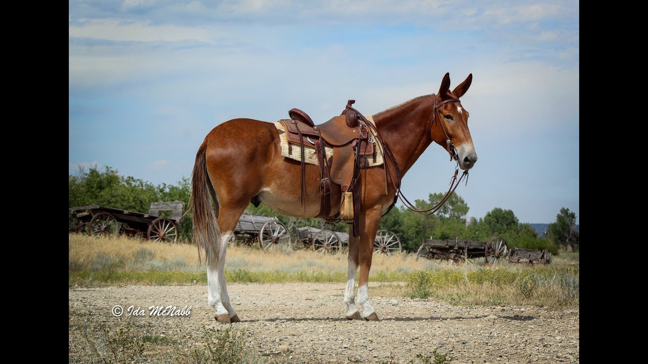 Casino #20 Chrome in the Canyon Premier Mule Sale Offered by McNabb Livestock