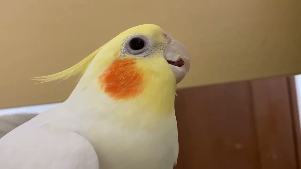 The 10 facts about cockatiel parrots that will make you own one