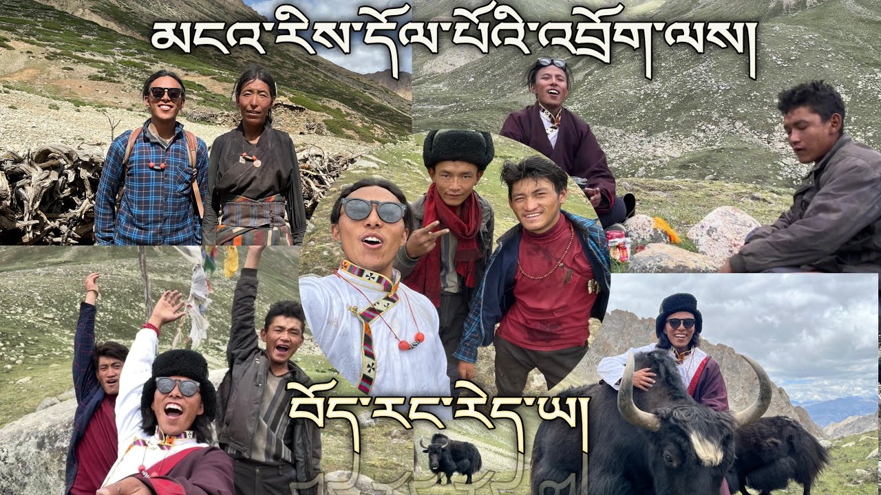 མངའ་རི་དོལ་པོའི་འབྲོག་ལས། ཨ་རོ་བོད་པ། གངས་ཕྲུག Nomadic Life style in UpperDolpo. #himalayancultures