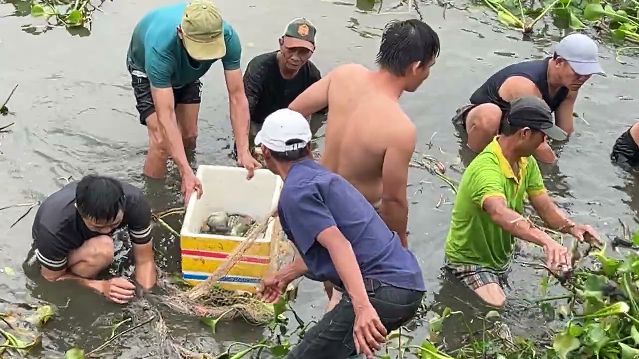 Giăng lưới vây đám bèo bắt cá đông vui như hội
