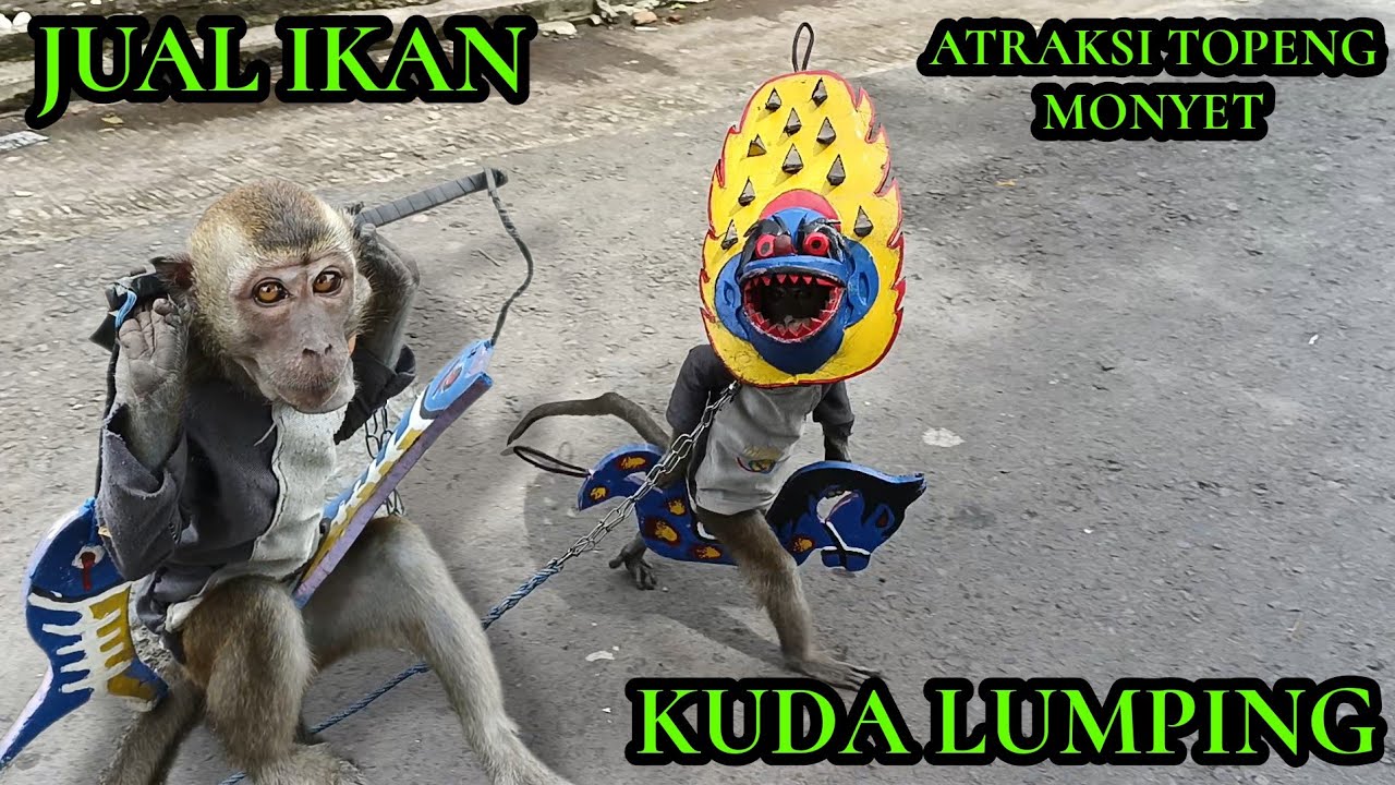 FUNNY MONKEY SHOW, KUDA LUMPING ATRAKSI TOPENG MONYET LUCU PART 25