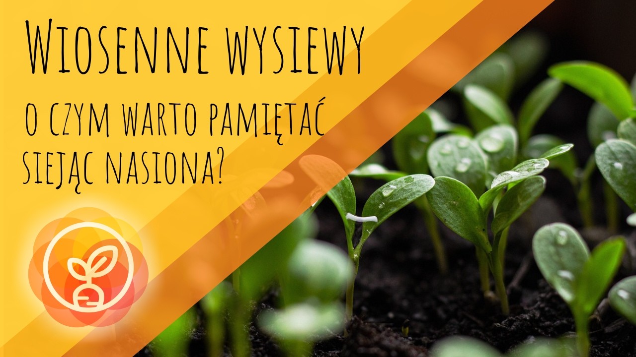 Wiosenne wysiewy - o czym warto pamiętać siejąc nasiona?