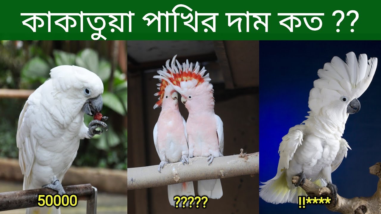 কাকাতুয়া পাখির দাম কত | Cockatoo Bird Price In Bangladesh and India | Kakatua Pakhir Dam