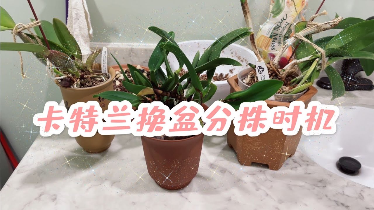 卡特兰分株换盆要选好时机，不要再频繁折腾兰花了哦~坐标多伦多