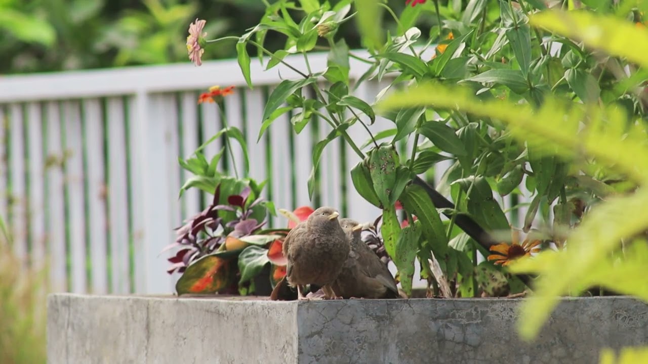Bird Songs at Temple Grounds | Nature&rsquo;s Calm & Mettā