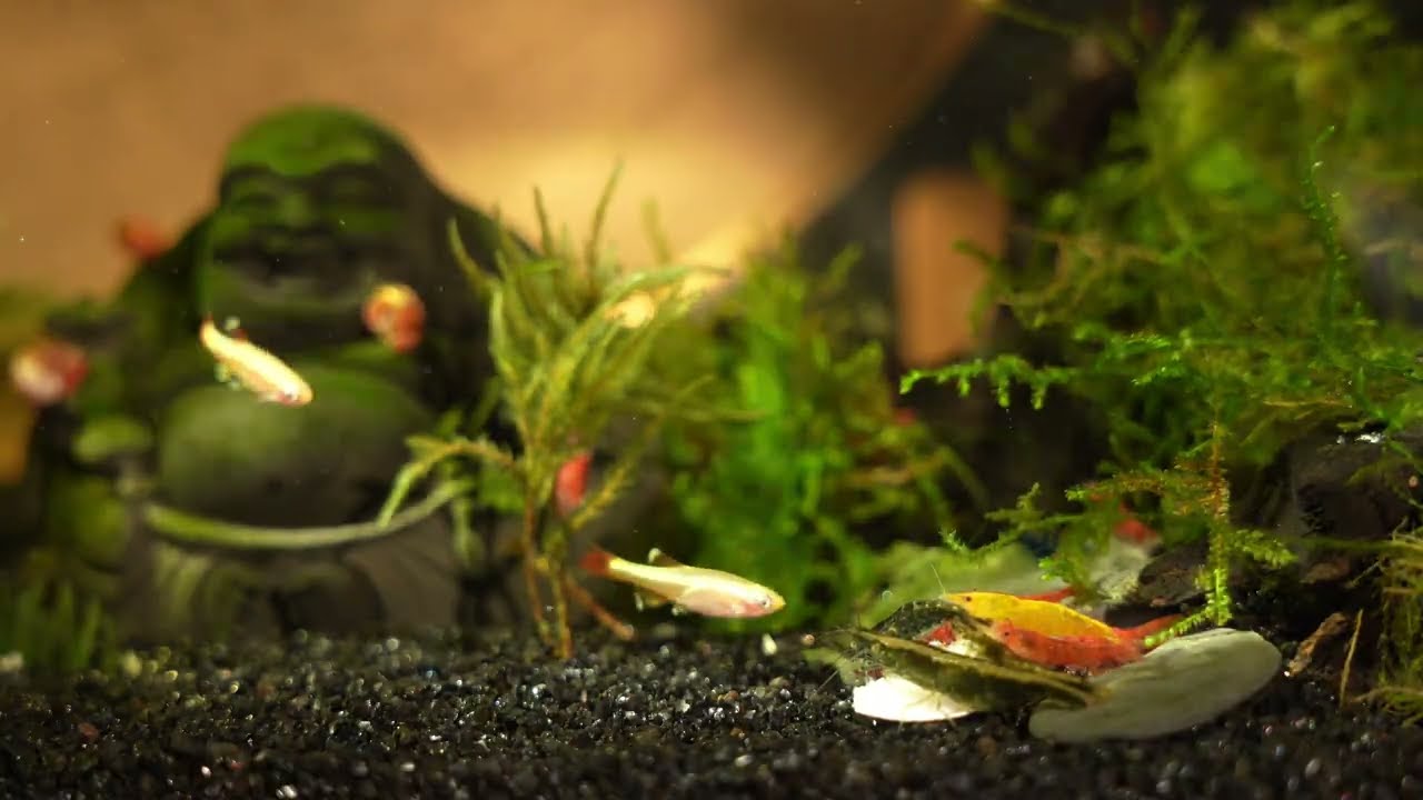 1hrs 4K Living Aquarium Sanctuary — Natural Water Sounds for Calm Focus
