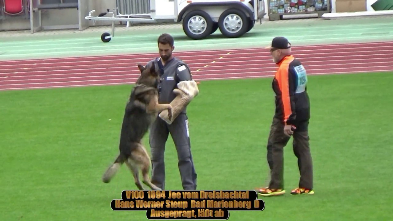 2019 SV BSZS in Nurnberg TSB GHKR best of the best Show line against Working line