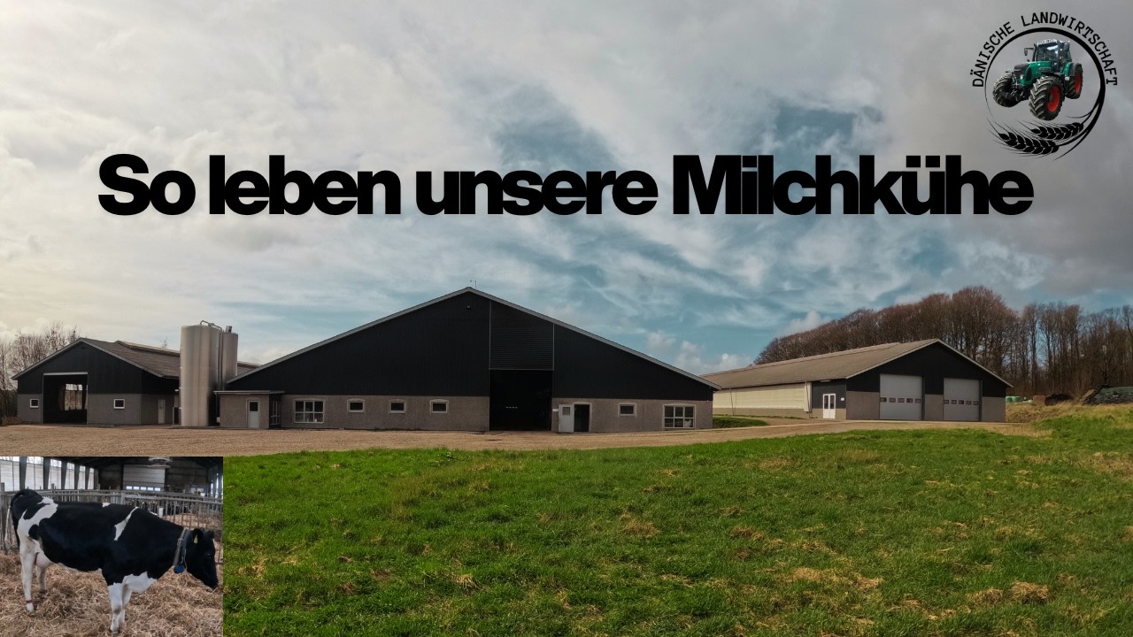 Milchviehbetrieb in D&auml;nemark! | Stall- und Melkstand-Tour | D&auml;nische Landwirtschaft