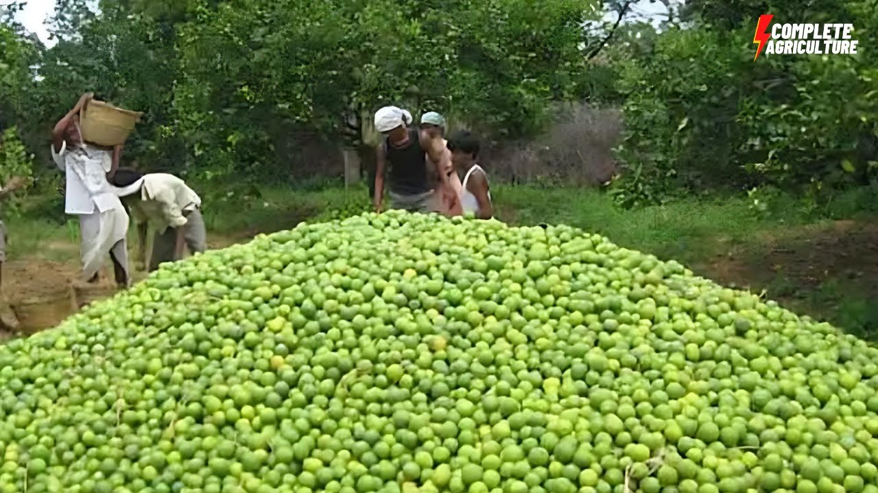 How to Farming lemon? Amazing Lemon Agriculture Process Lemon Harvesting and Processing Technology