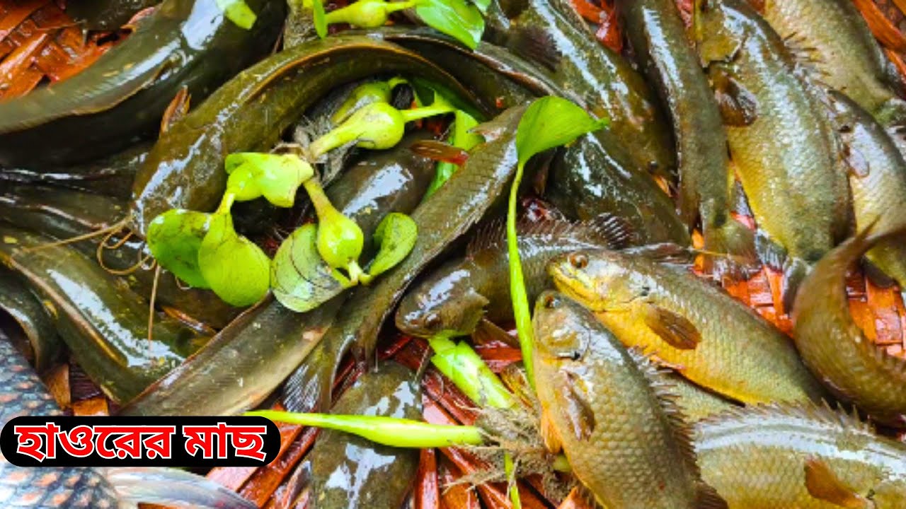 Sylhet Gobindoganj Bazar || Bangladeshi Fish || Sunamganj haor fish || গোবিন্দগঞ্জ মাছ বাজার