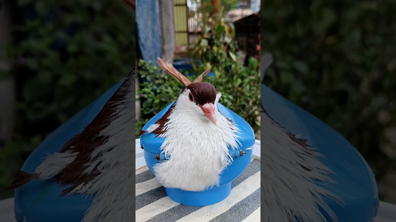Pigeon treatment 1801 #birds​ #pigeon​ #pets​ #USA #America #USATips #AmericanLife #usashorts