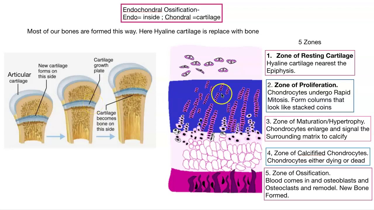 Osteogenesis- Bone formation