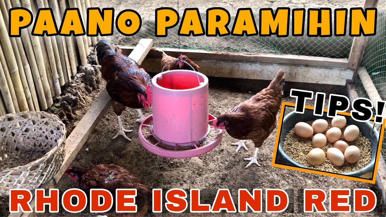 ANO ANG PARAAN SA PAGPAPADAMI NG RIR NA MANOK GAMIT ANG NATIVE CHICKEN NA INAHIN? FREE RANGE CHICKEN