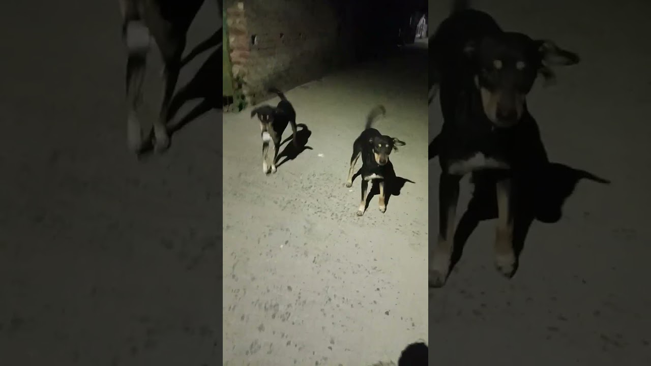 Dekho par le sara raat amak oder rokha korle valo hoya r amak deklie sob bete chup hoya jaya🤭