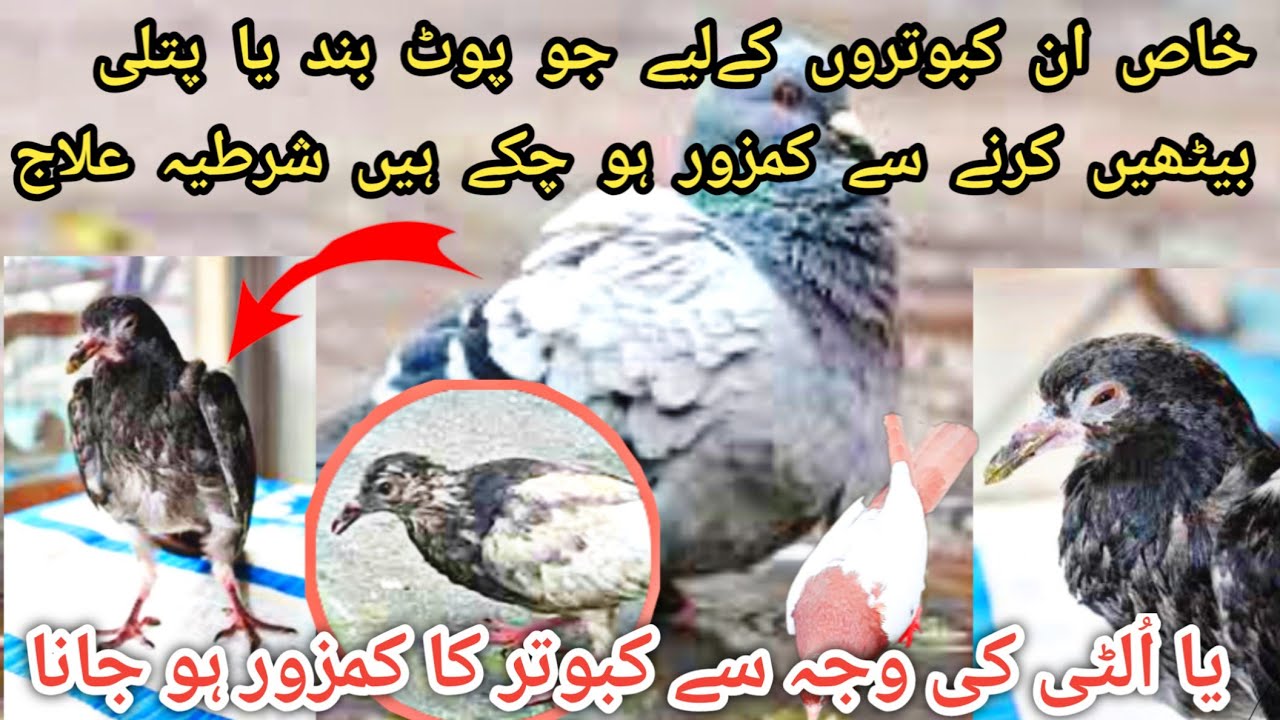 Best Elaj For Pigeons | Fever|Vomit|Motion | Pigeons Ke Bimaryion Ka Best Elaj|