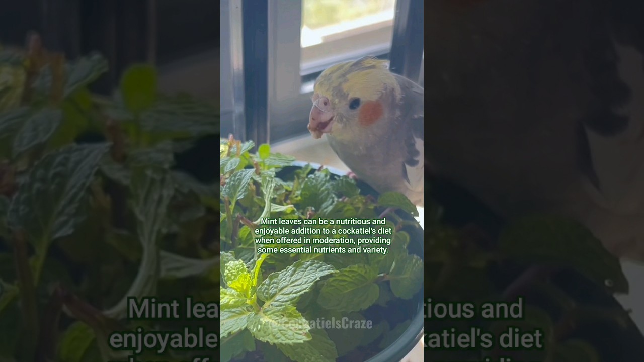 Best Cockatiel foods