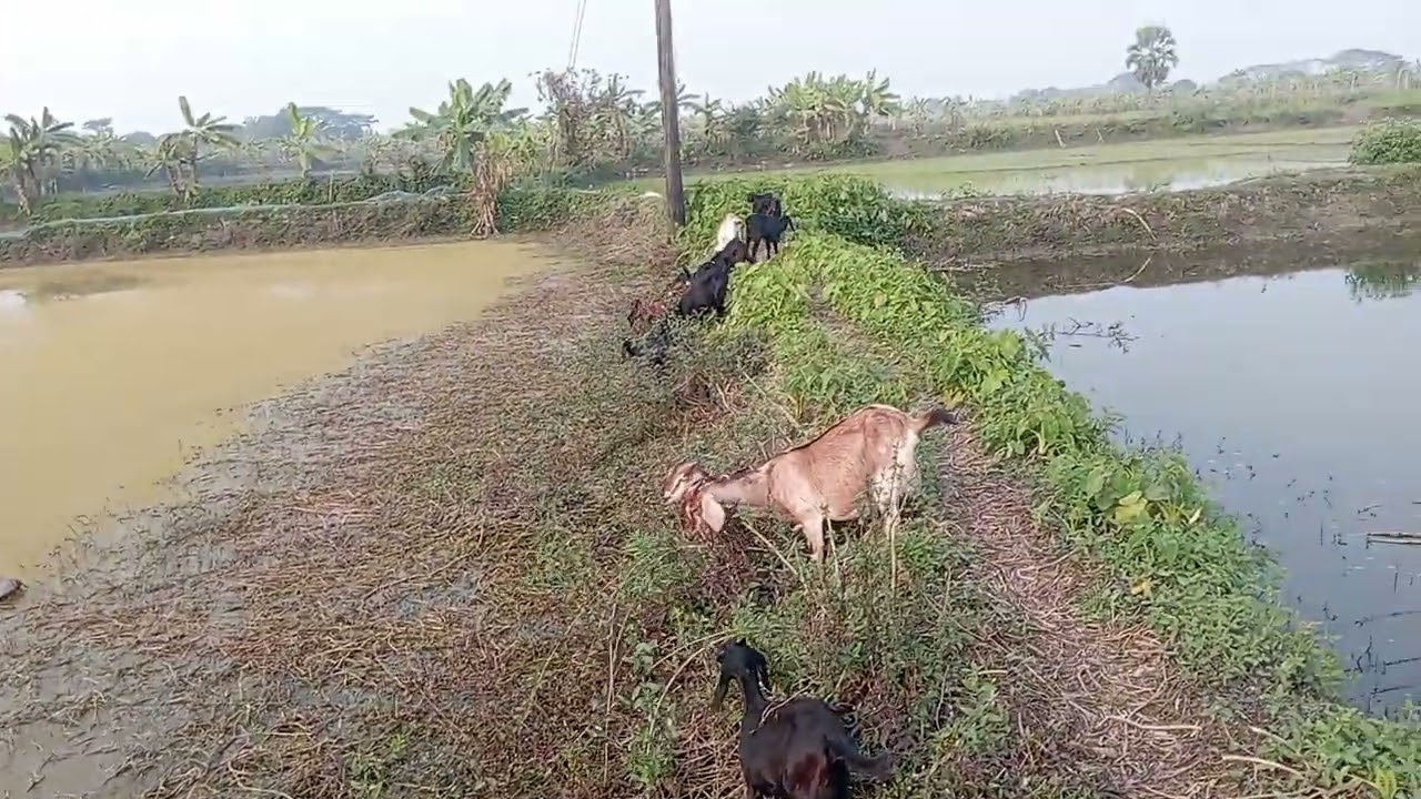 যারা অল্প টাকায় ছাগলের ফার্ম করতে চান তাদের জন্য এই ভিডিও কি কি করলে আপনি ছাগলের ফার্ম করতে পারবেন 