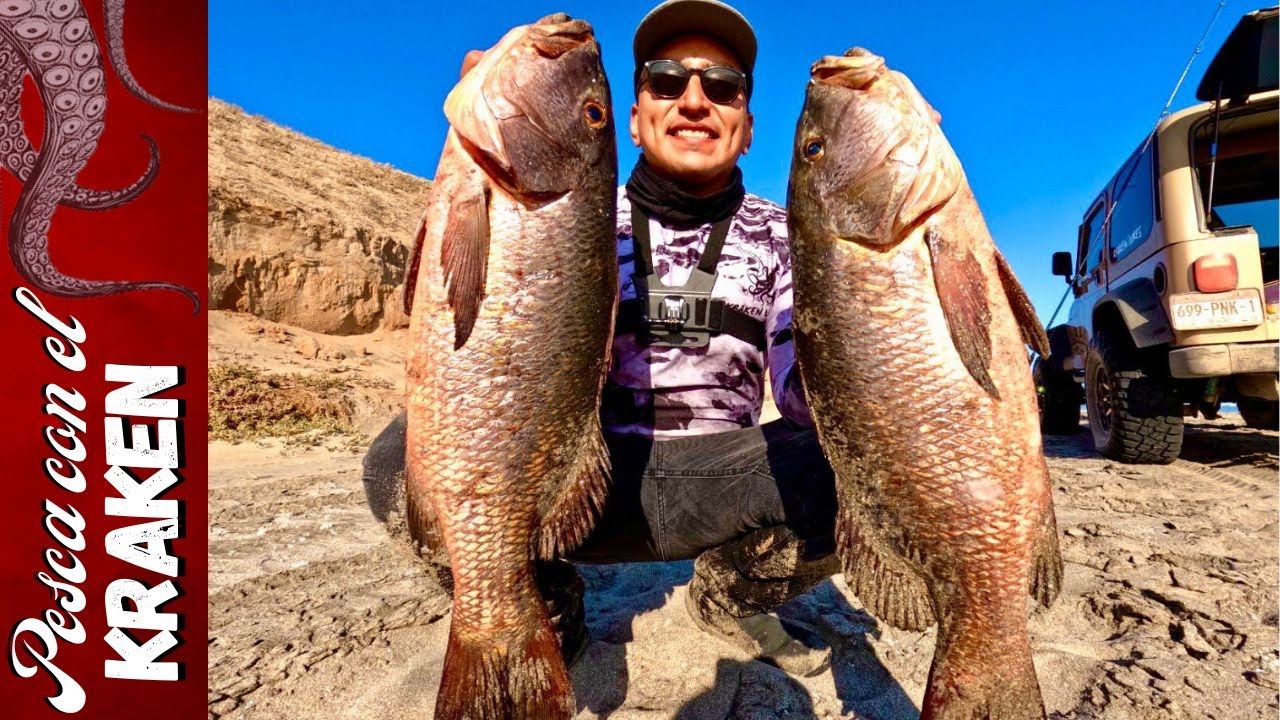 De Regreso en PARGOLANDIA! | Pesca con señuelos KRAKEN LURES | 5 PARGOS MÁS