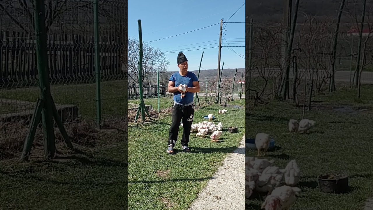 pui de carne creșterea fara concentrate