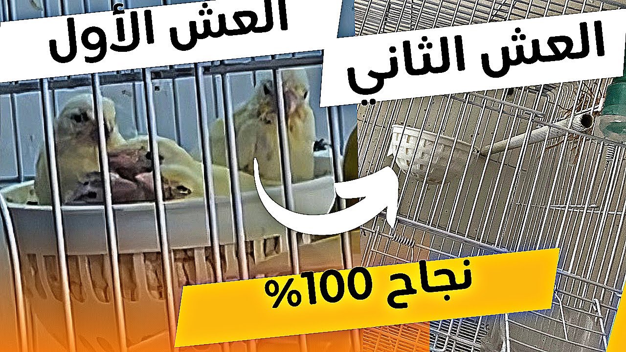 العش الثاني للكناري