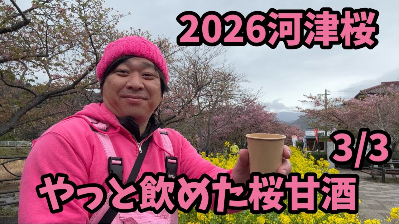 【2026河津桜】 3/3 桜甘酒　開花情報　開花状況　ライブカメラ kawazu Cherry blossom sakura 