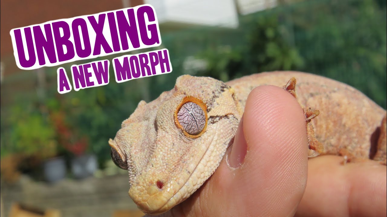 Unboxing A Rare Gargoyle Gecko Morph