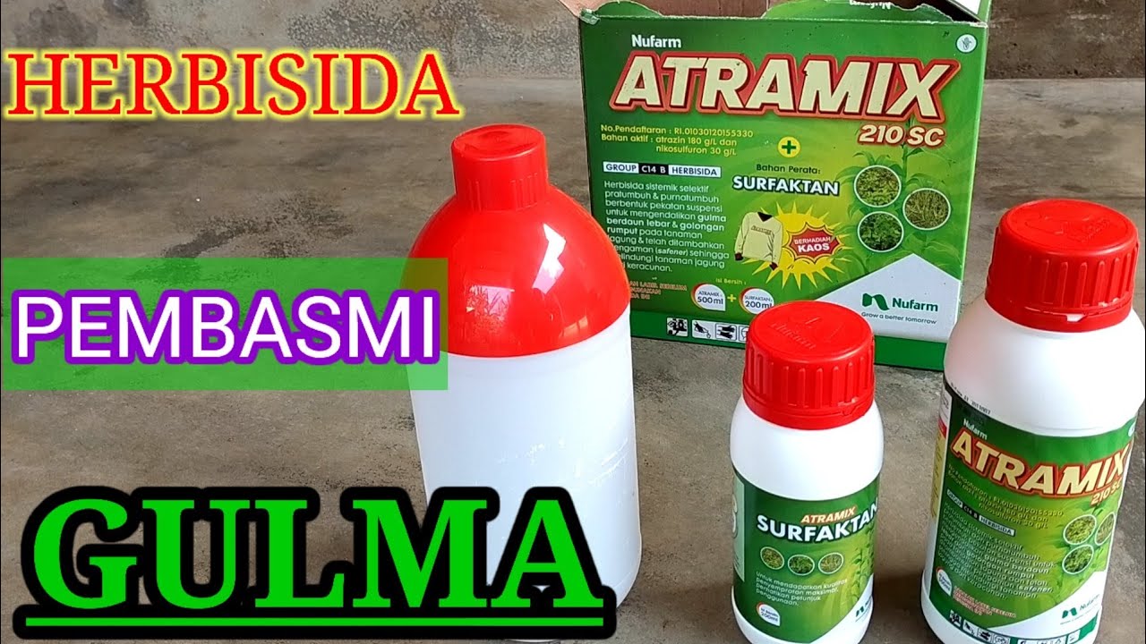 HERBISIDA PEMBASMI RUMPUT PALING AMPUH   COCOK UNTUK TANAMAN JAGUNG part#9