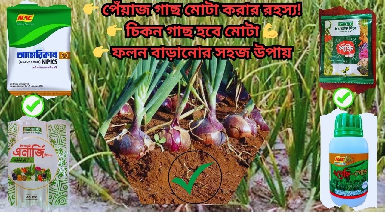 আপনি কি পেঁয়াজ গাছ চিকন হওয়ার সমস্যায় ভুগছেন? সঠিক সার ও স্প্রে পদ্ধতি জেনে নিন!#farming