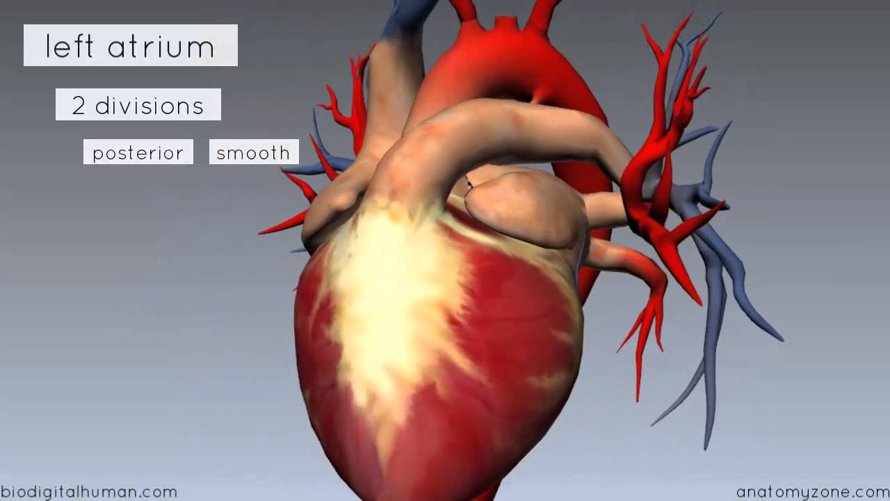 Heart Anatomy - Left Atrium - 3D Anatomy Tutorial