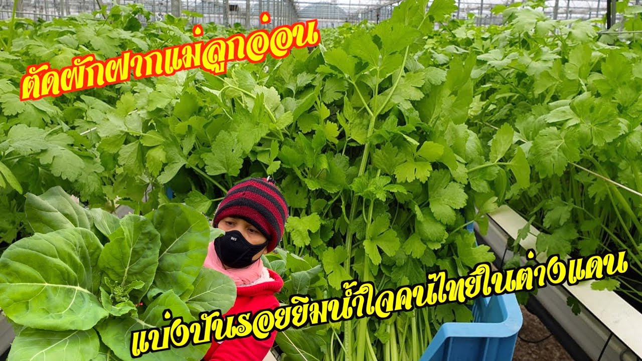 ช่วยกันอีกแรงพี่ทิพย์เก็บผักไทยไปฝากแม่ลูกอ่อน