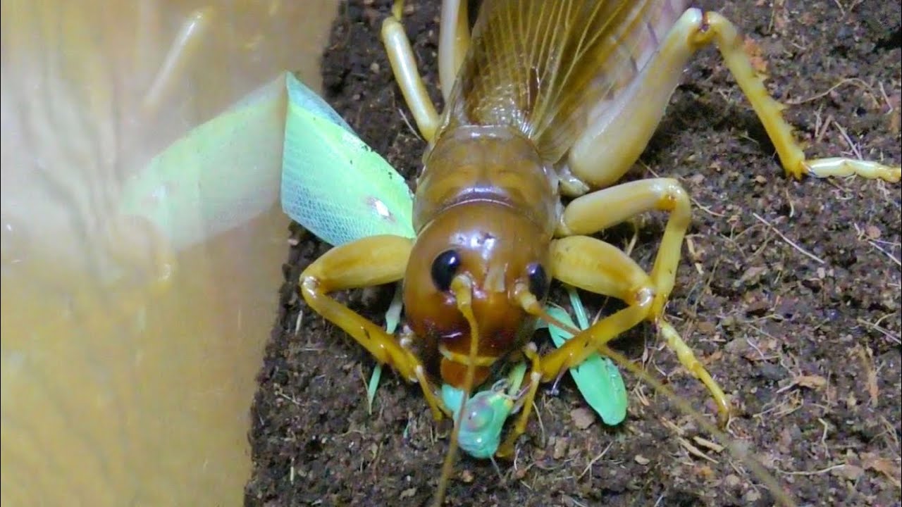 インドネシアの化け物コロギス、リオックにカマキリを与えてみた結果・・・！