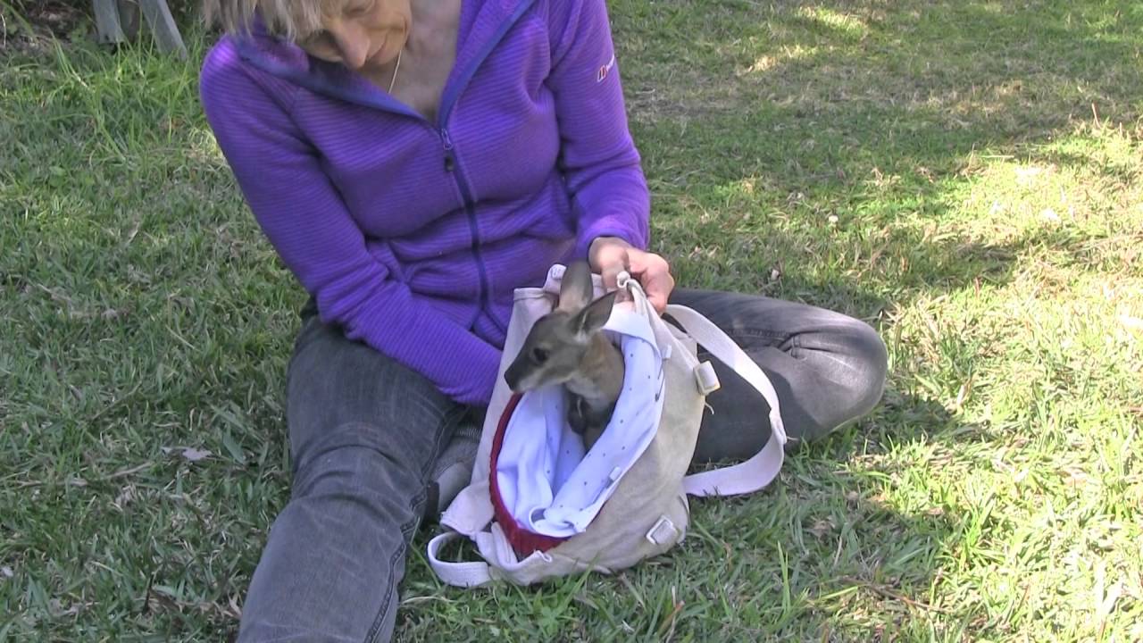 Wilbour a Red-necked wallaby joey in care