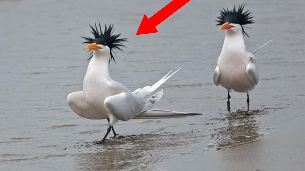Animals Are The FUNNIEST Creatures On The Planet! 🤣