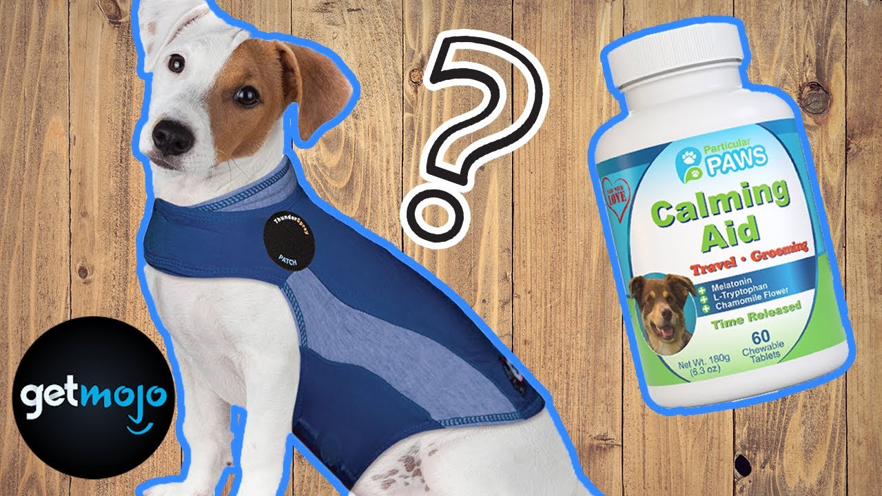 Top 5 Best Calming Products for Dogs