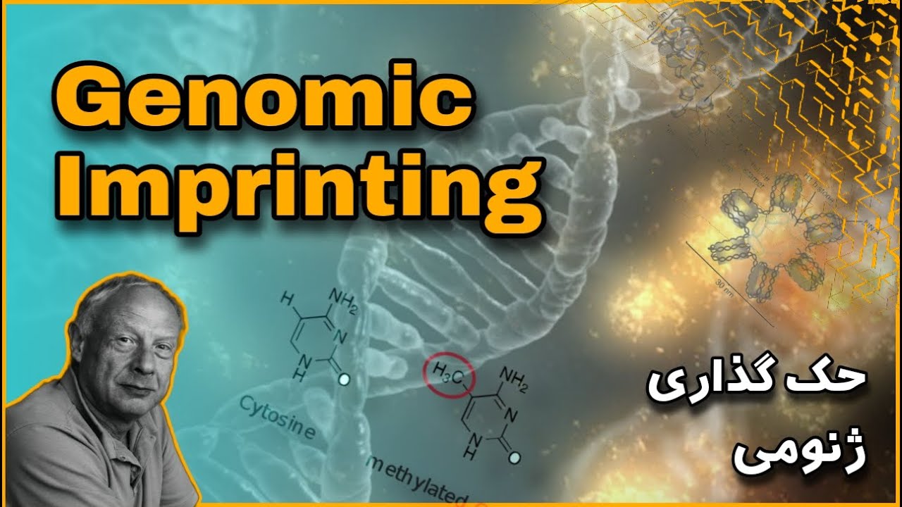 اپیژنتیک -  پدیده حک گذاری ژنومی - genomic imprinting