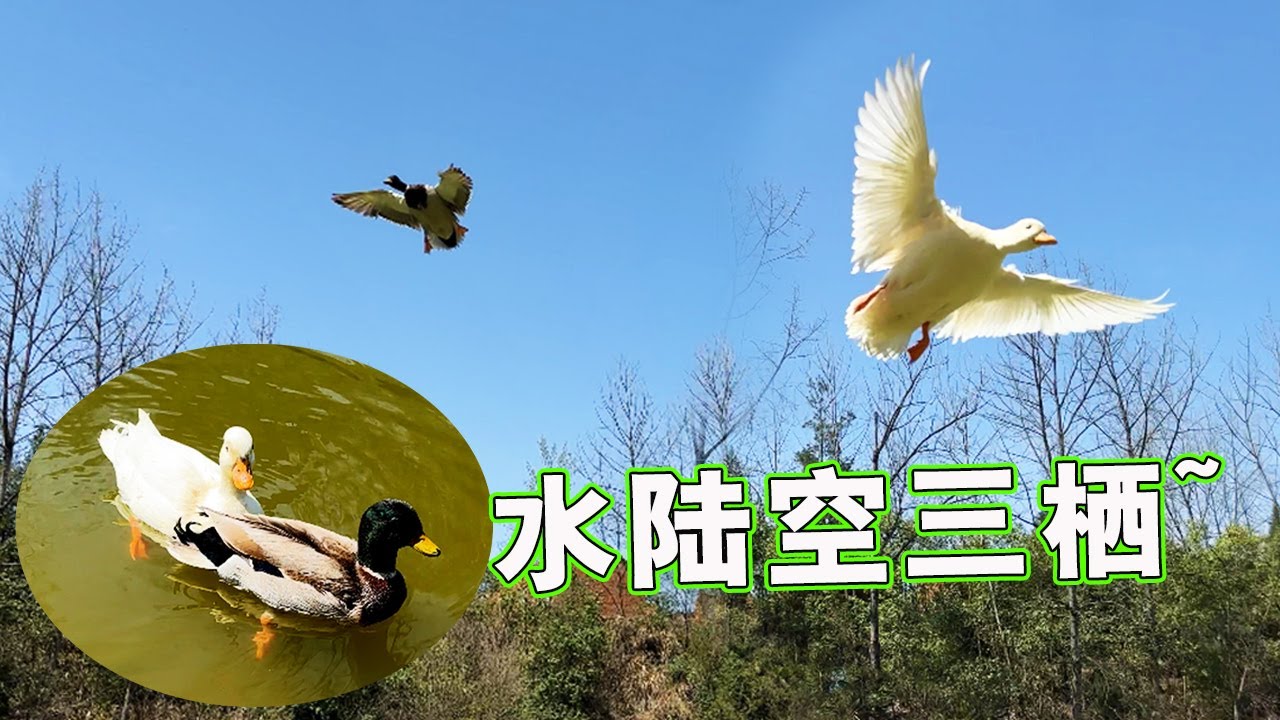 带着两只鸭子练习飞行，这是真不给面子呀~【天下一场梦】