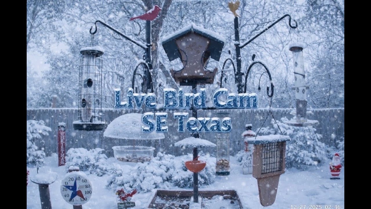 Live Bird Camera of South East Texas