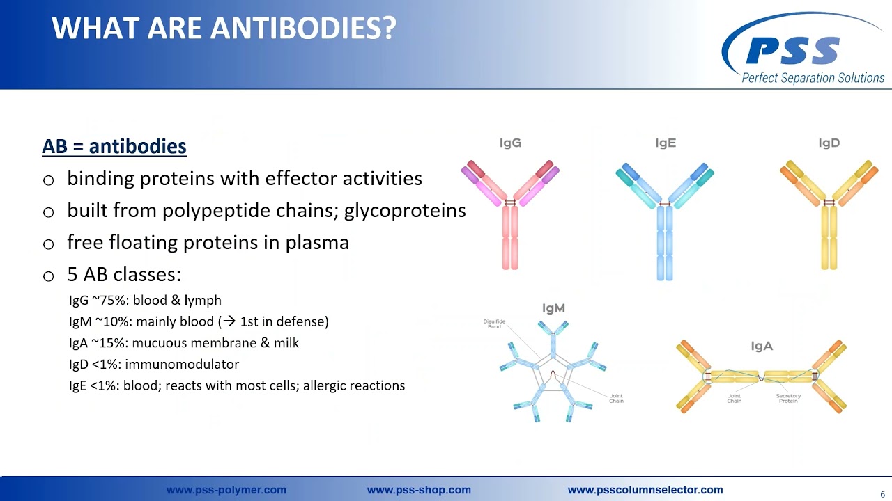 Advanced Protein and mAb chracterization with SEC-MALLS