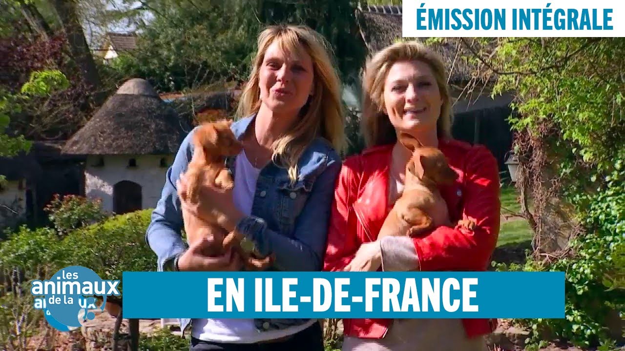 Chat matelot, chien policier, moineau savant... Des animaux surprenants - Émission intégrale