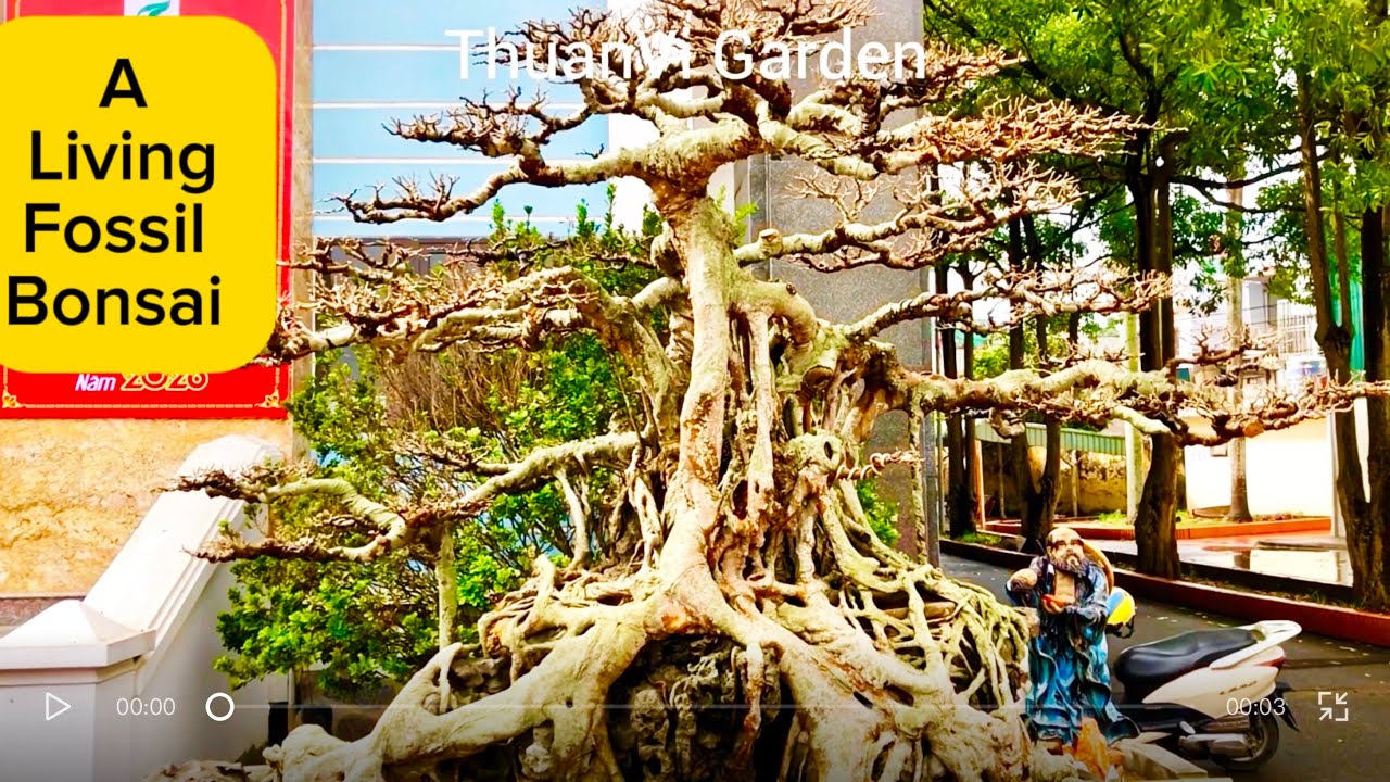When Time Becomes Stone in Vietnamese Bonsai - Beautiful Bonsai channel
