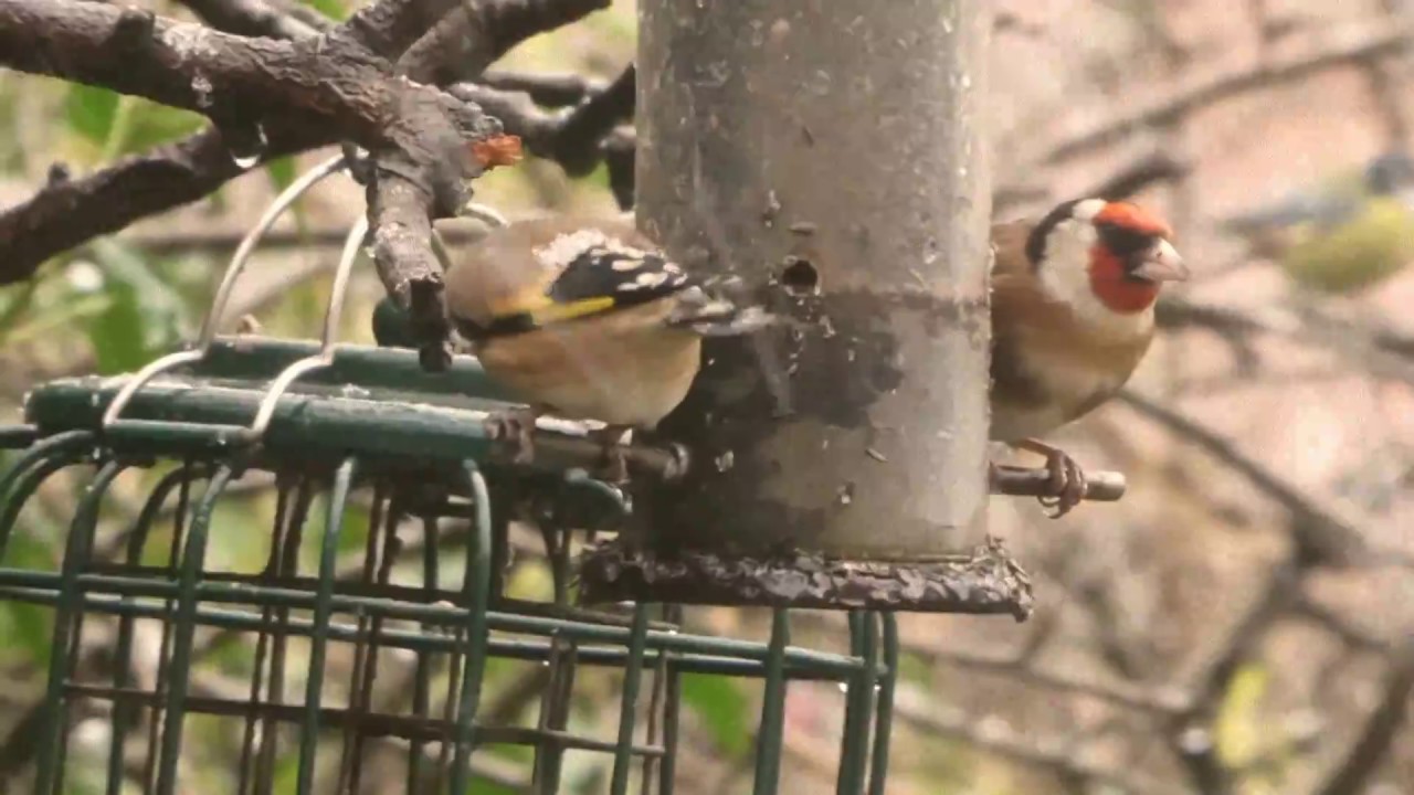 Goldfinches in Snow; Priston; UK; Dec 2017