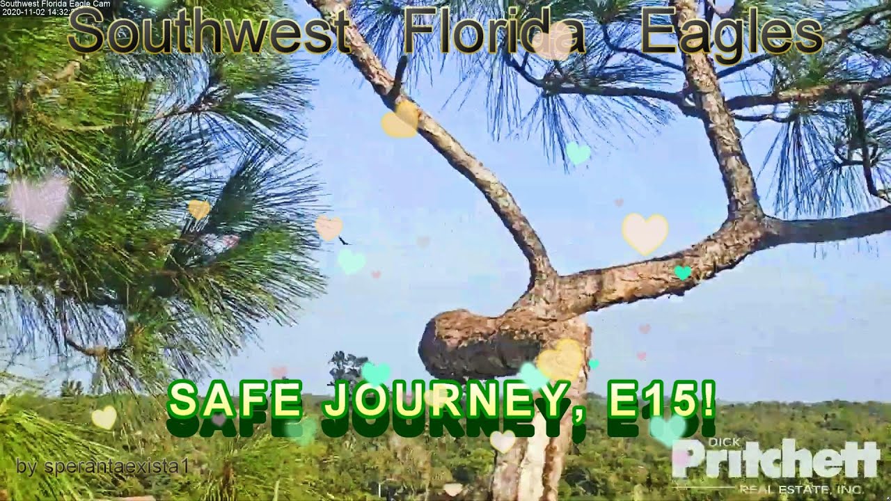 SWFL Eagles~ Safe Journey, E15!❤️