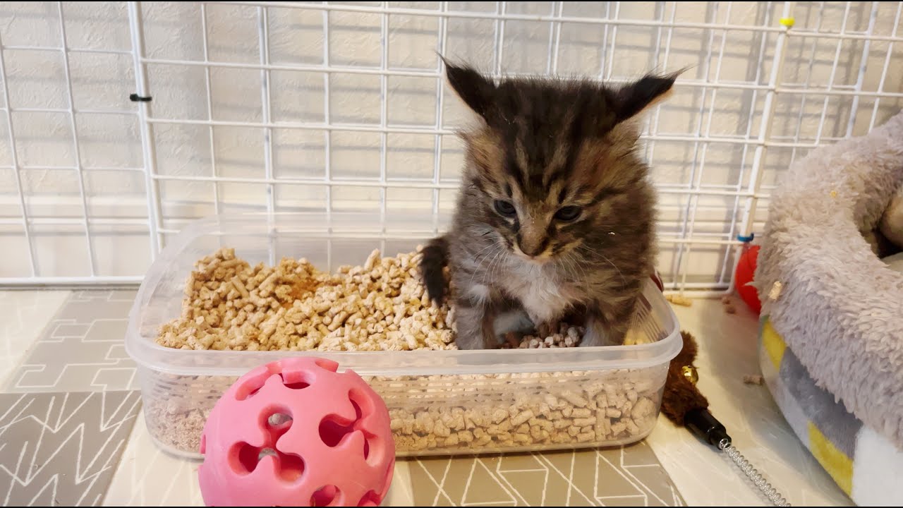 【閲覧注意】用水路で保護した子猫が便秘気味なので綿棒浣腸をした結果&体重推移【保護 #DAY25】