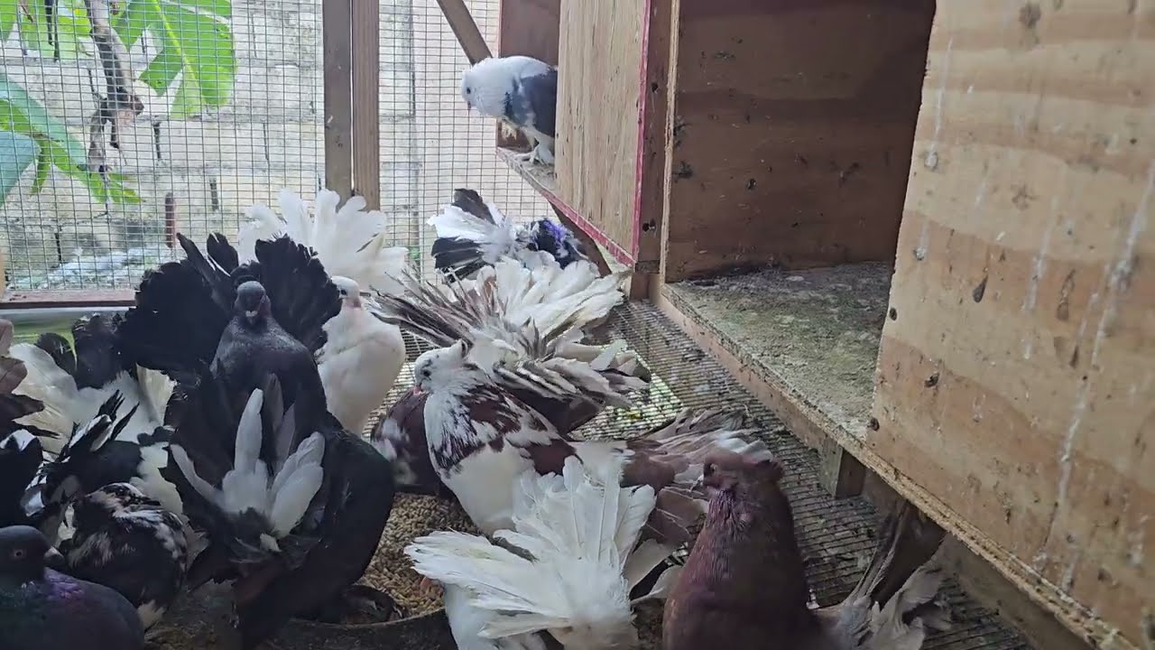 Exciting Loft Update 2026, Indian Fantails, Pouter, Frill Backs and more. #like #subscribe