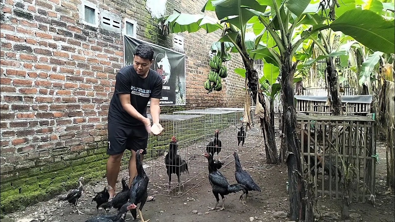 VLOG DI KANDANG LARKUMBANG MILIK SENDIRI #vlog