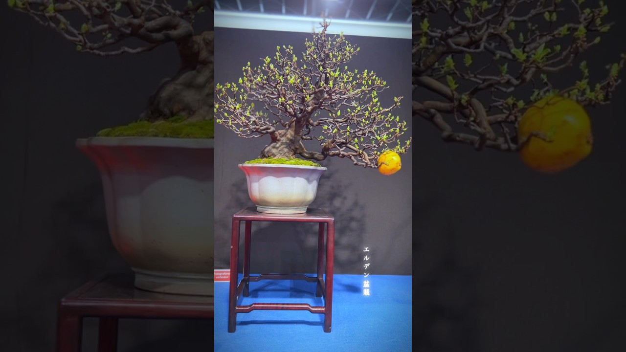 #bonsai #bonsaitree #bonsaishow #bonsaiart #tree #bonsaiworld #bonsailife #bonsailove #bonsaimania