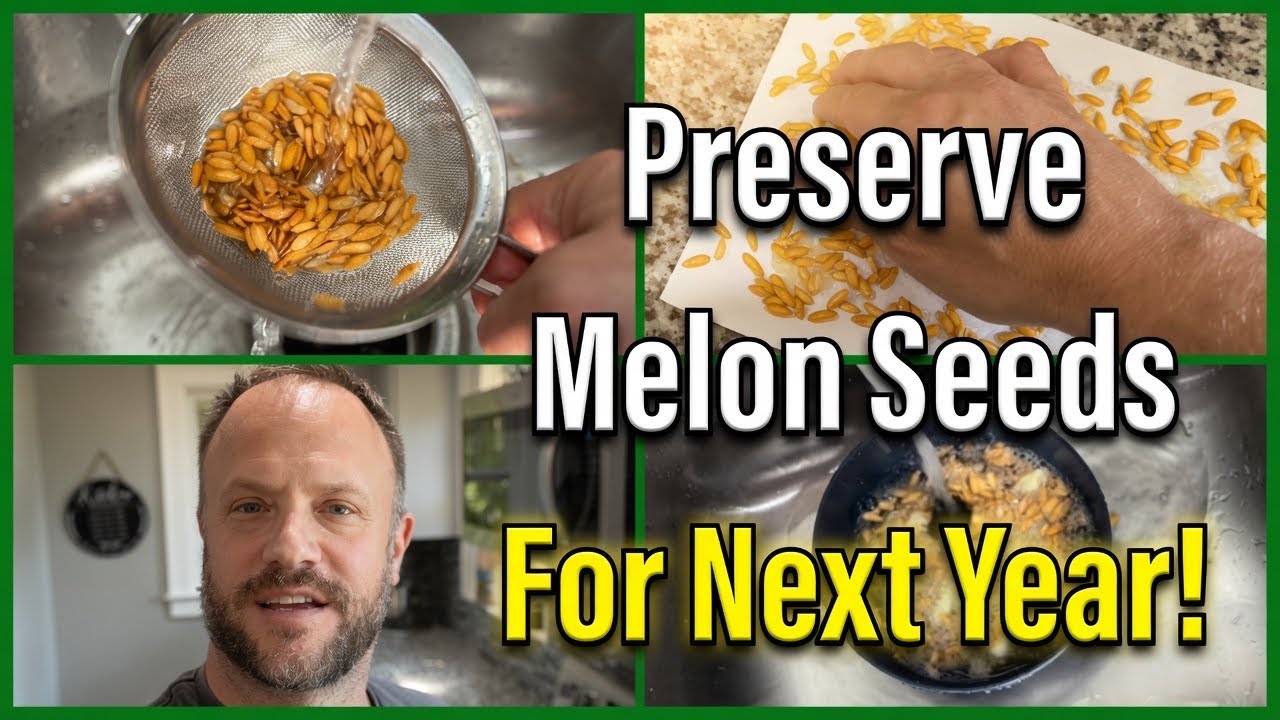 Separate and Preserve Honeydew Melon Seeds 🍈
