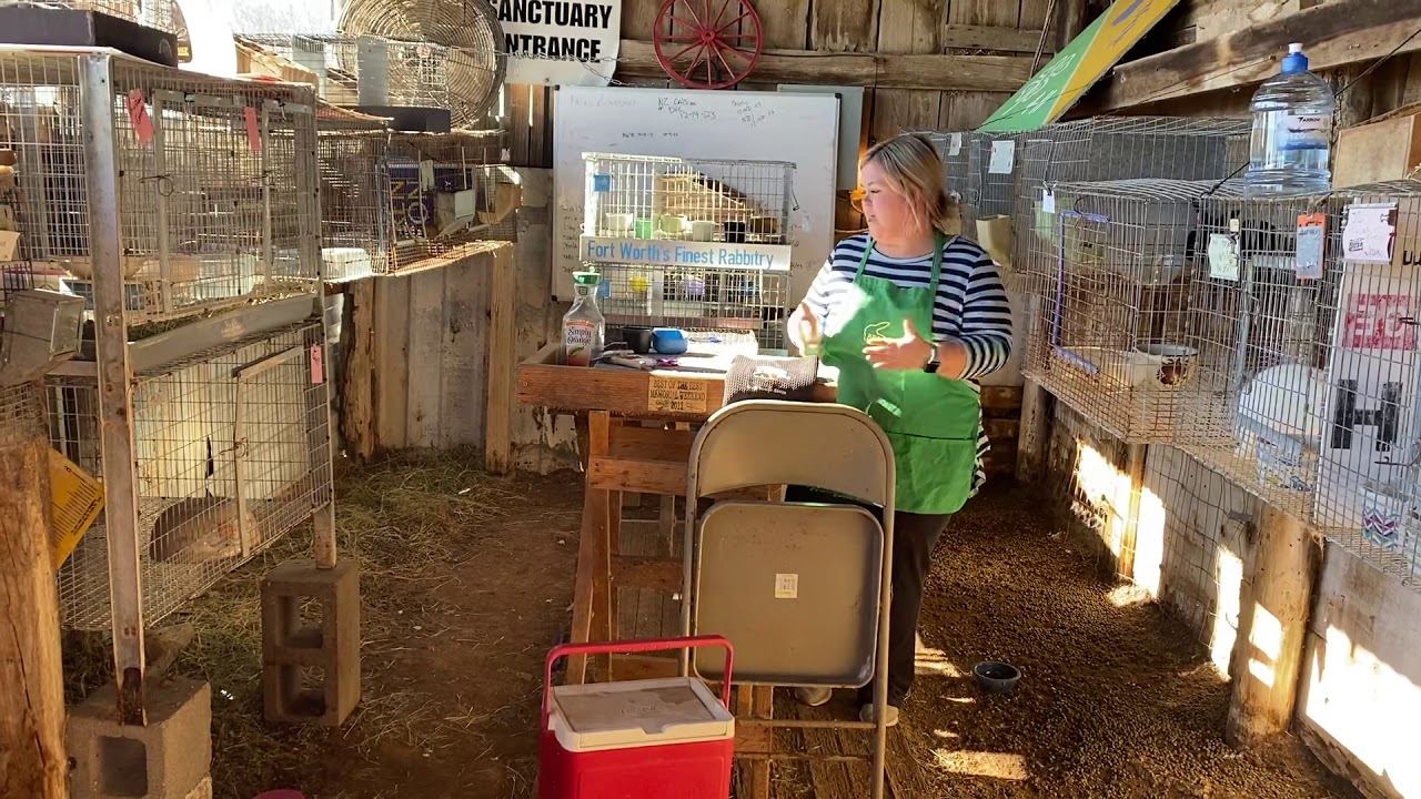 What to bring to a rabbit show!