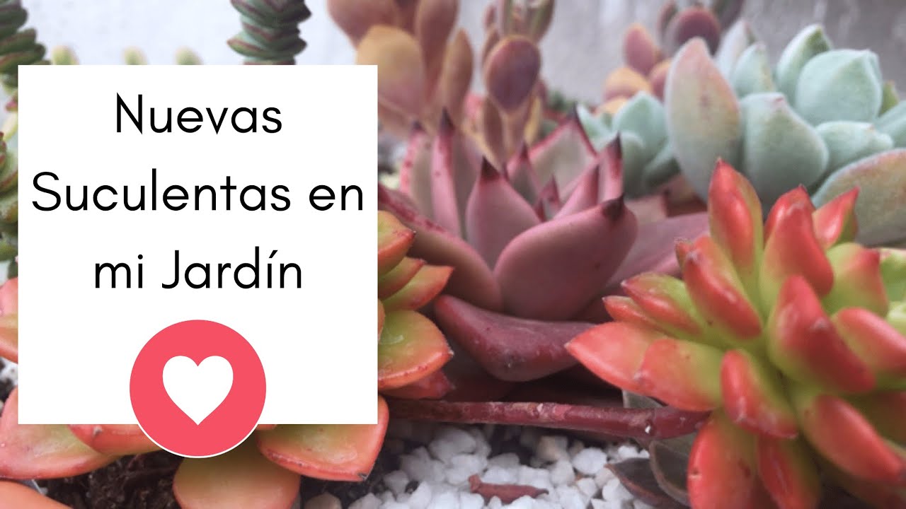 Nuevas Suculentas para mi colección en el jardín👩‍🌾