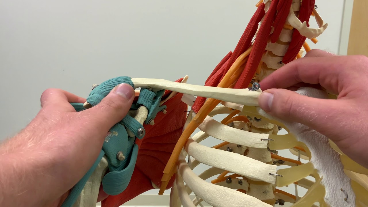 Arthrokinematics of the Sternoclavicular Joint